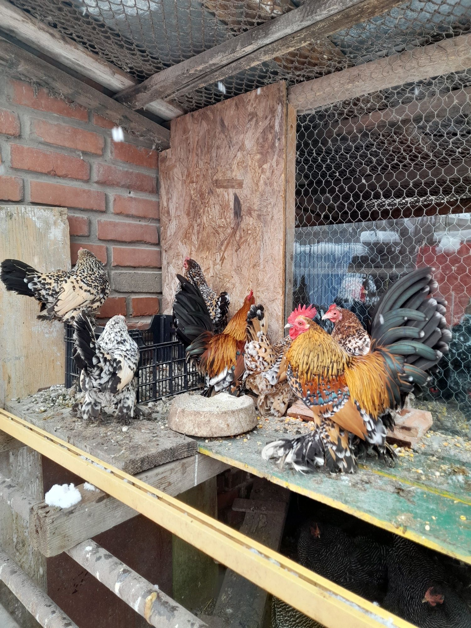 Ouă și pui Cochinchina Pitic negru bobat și porțelan, Mii de Flori Por