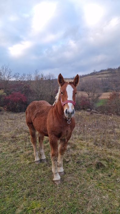 Mânz metis Ardenez/Breton