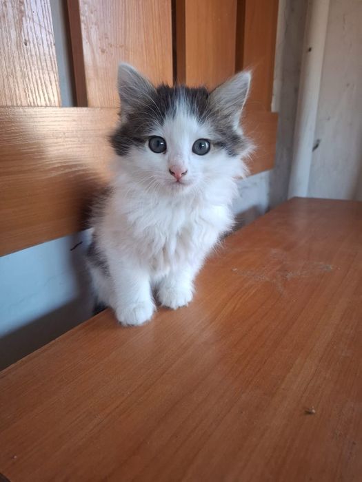 Котята бесплатно