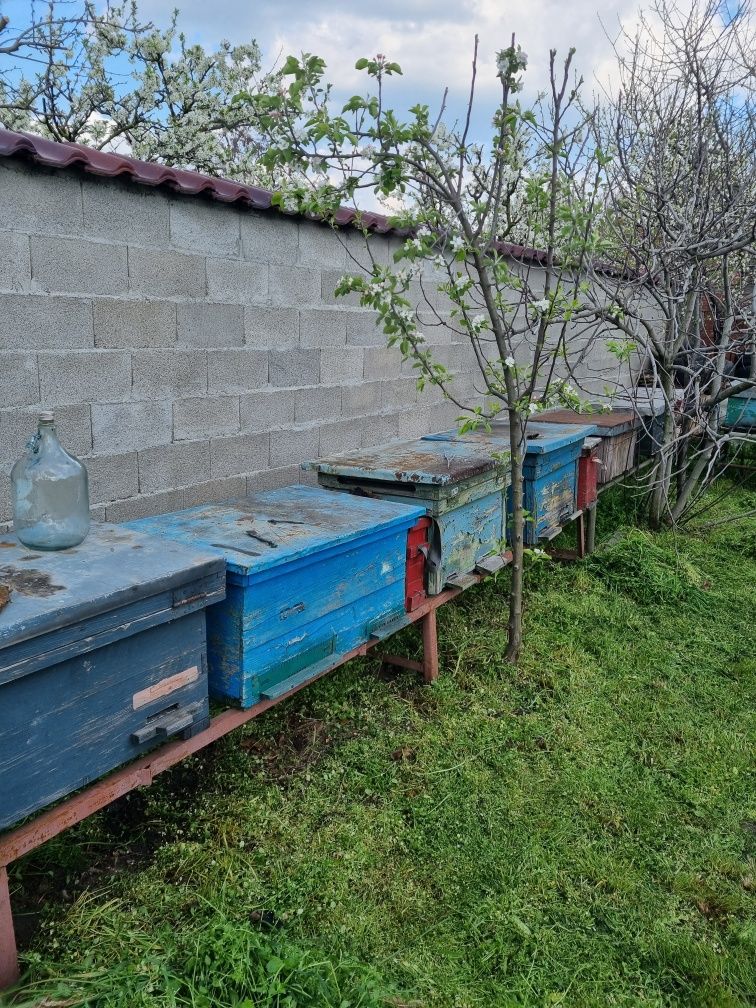 Vind lăzi de stupi 50 lei buc și suport din fer