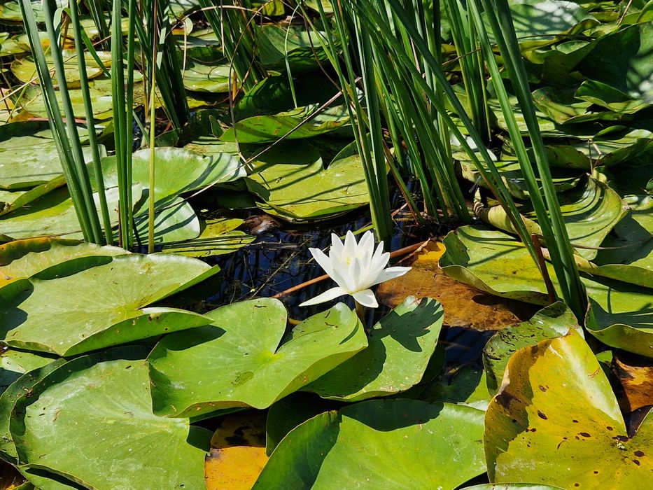 Excursii Delta Dunarii