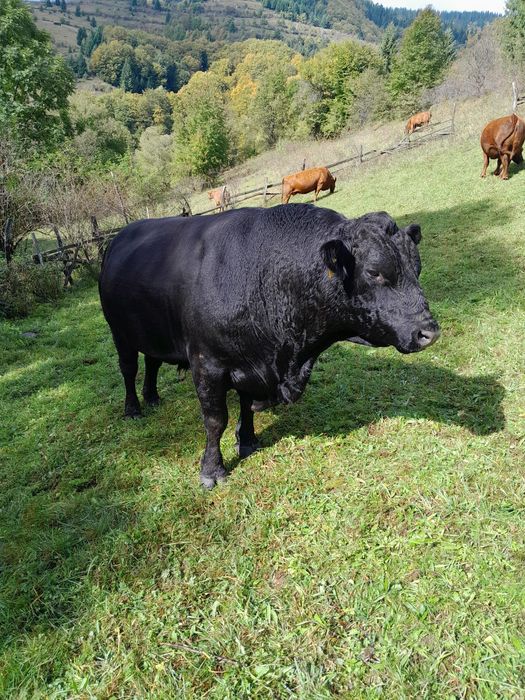 Vând taur rasa Angus