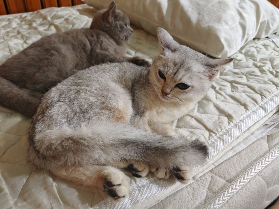 Britan zotli mushuklari