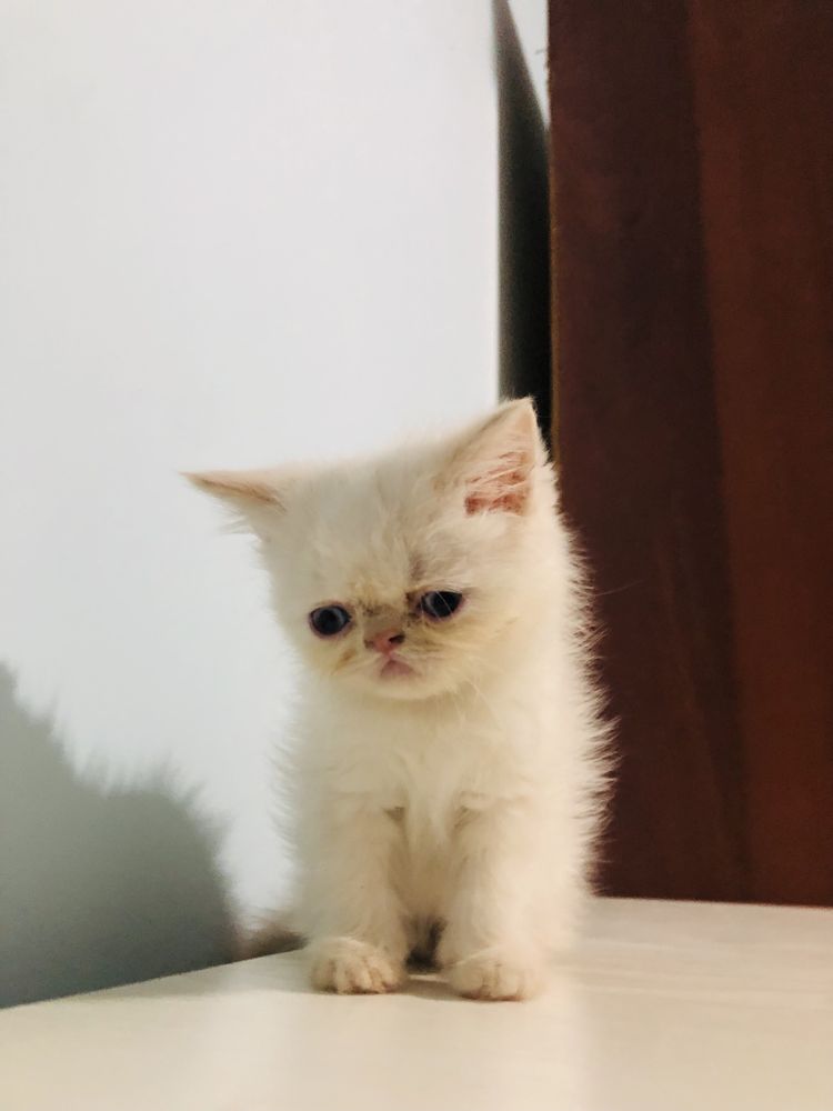 Чистокровний экзот мальчик