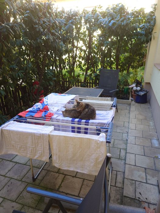 Donez 2 motani micuti