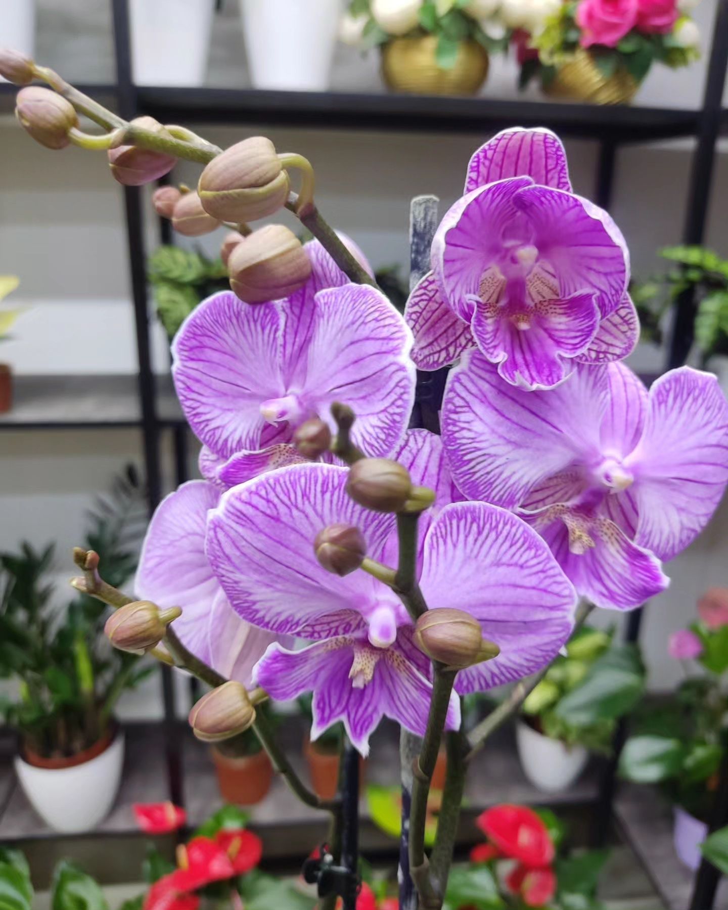 Цветы Орхидеи голландия