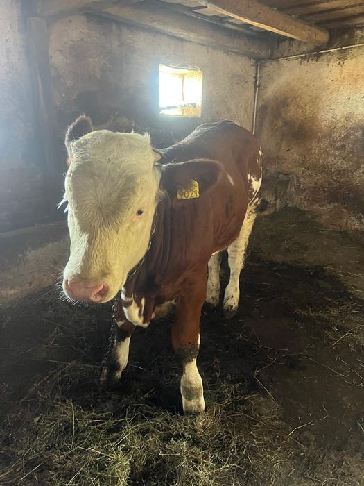 Vând vițel de baltata românesc