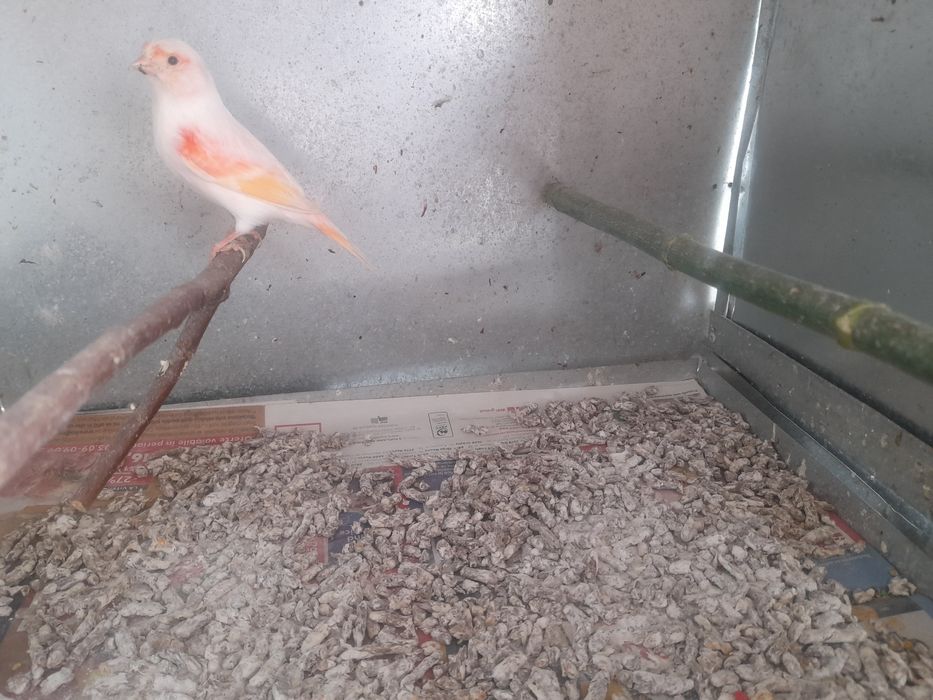 Canari de dat frumosi si galagiosi