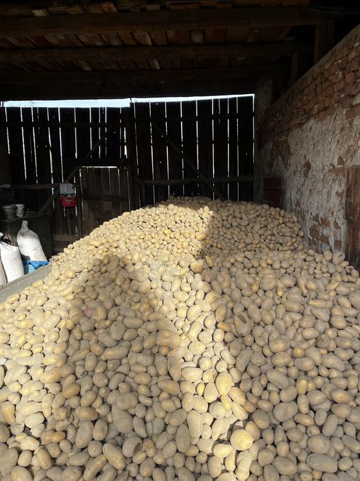 Vâmd cartofi Porumbacu de jos Judetul Sibiu