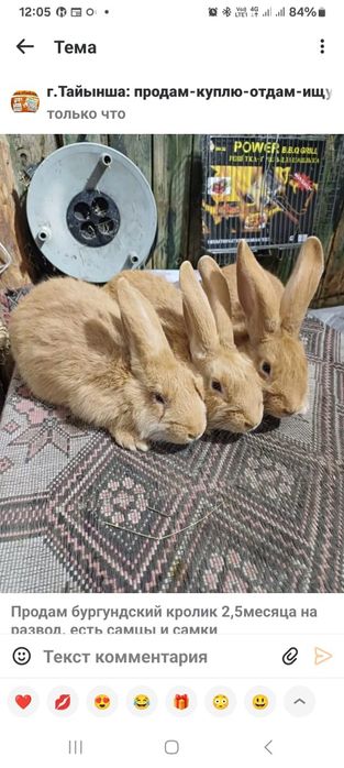 Продам кроликов Бургундской