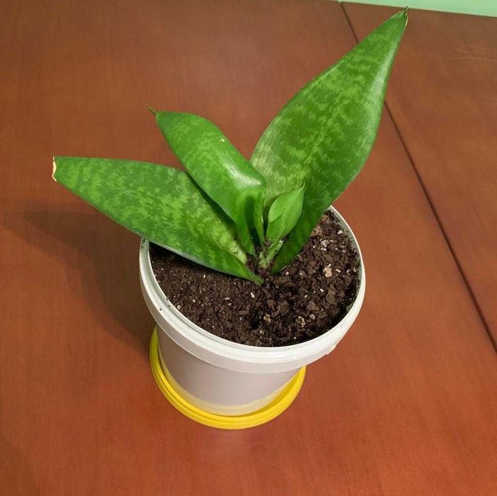 Продам цветок Сансевиерия