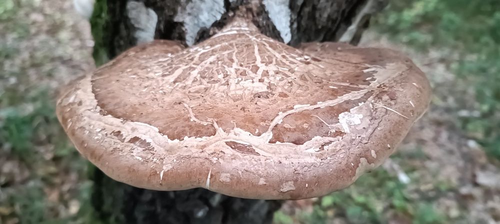 Piptoporus betulinus