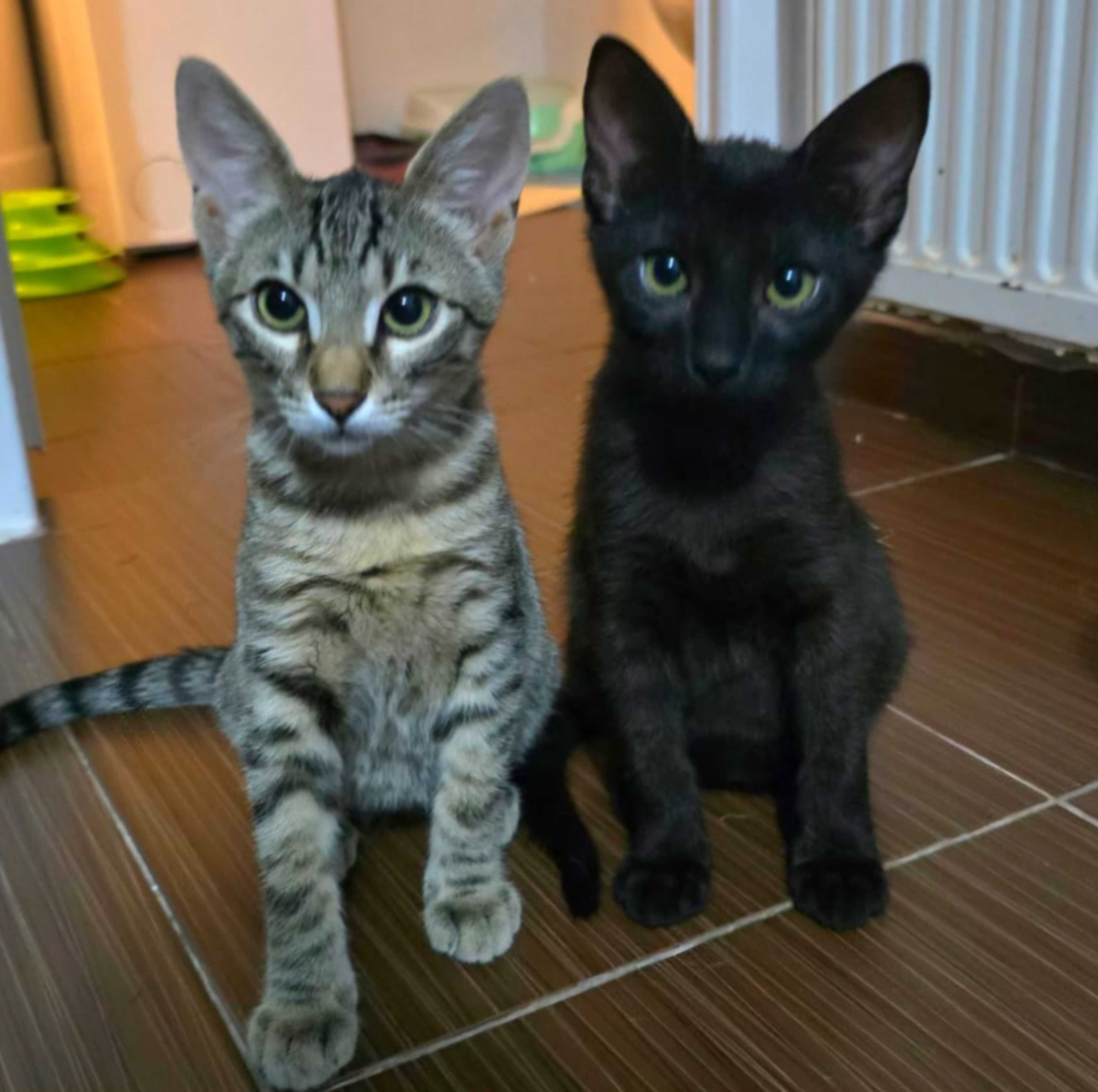 Adoptie pui de pisica motani Yuki si Mimo