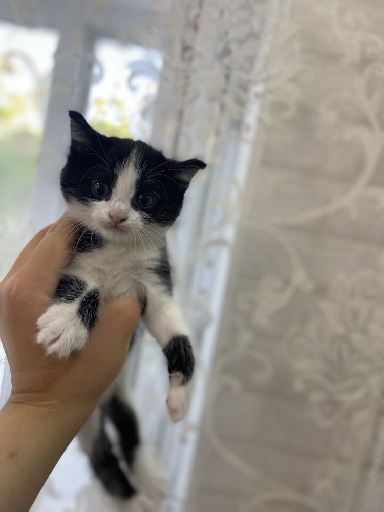 Котята  домашние Приучены к лотку