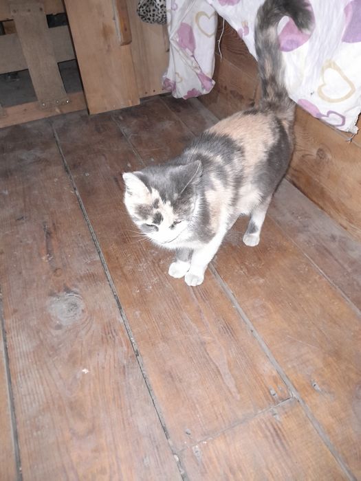 Отдам котёнка в хорошие руки.