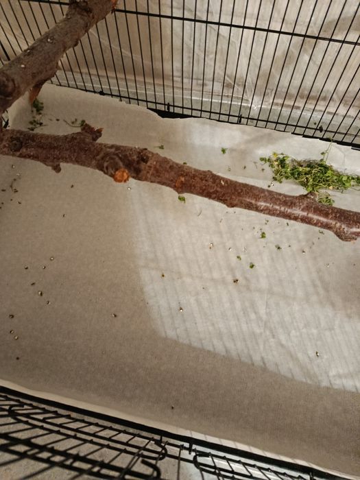 Попугаи с клеткой