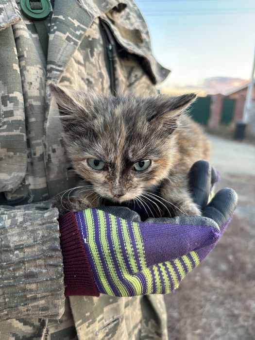 Отдам в добрые руки