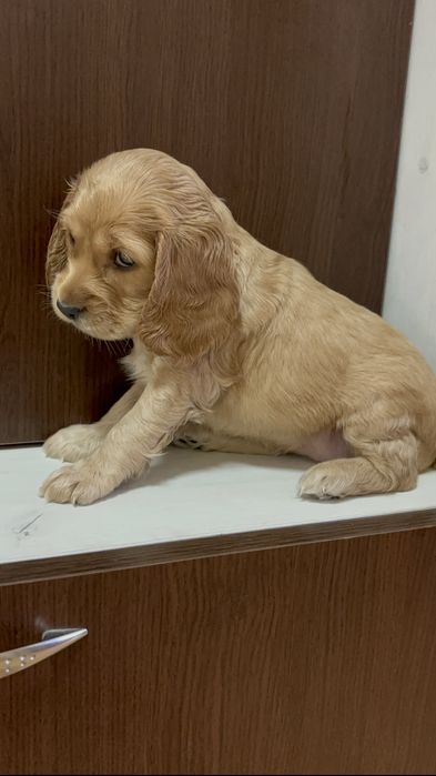 Кокер шпаньол малки кученца