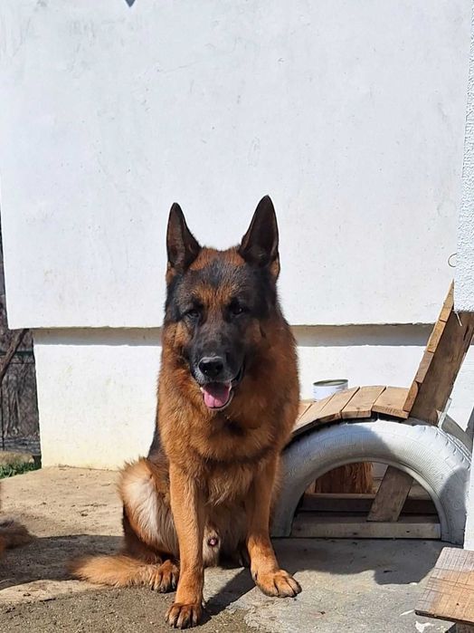 Малки сладки кученца