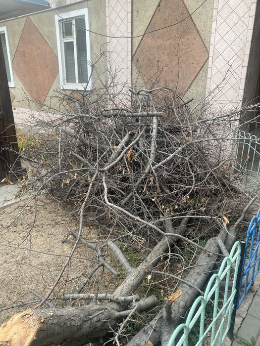 Отдам спиленное дерево