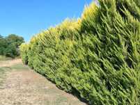 CUPRESSOCYPARIS LEYLANDII blue jeans, vito, piramidalis,  gold