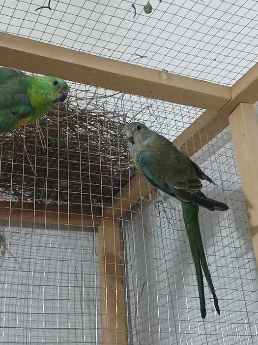 1 para pefchi sotiladi soglom tayyor parasi 550 ming