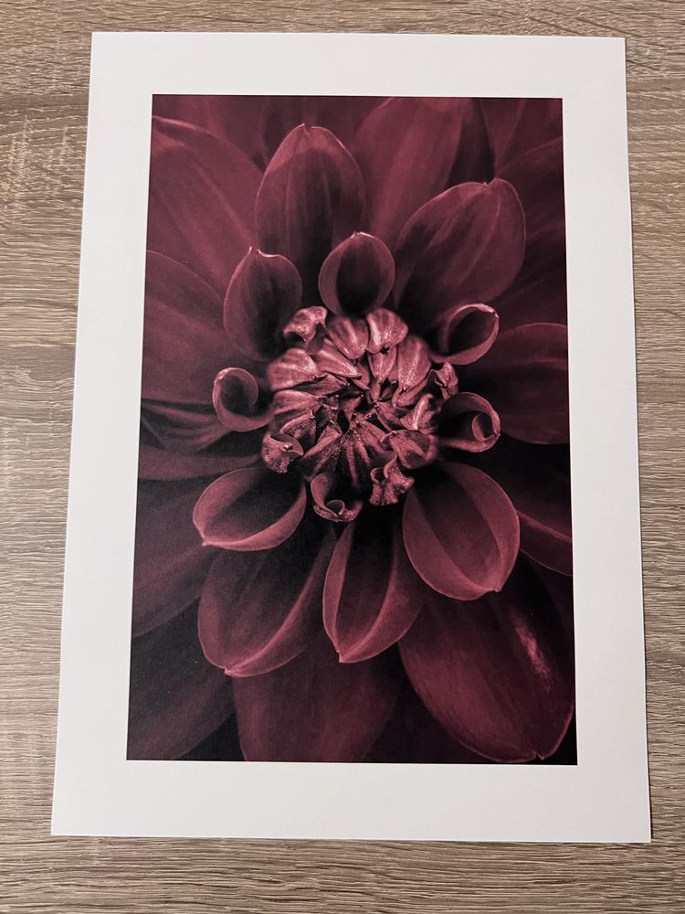 Снимки, цветя, художествен печат/. Bilder Blumen, Kunstdruck