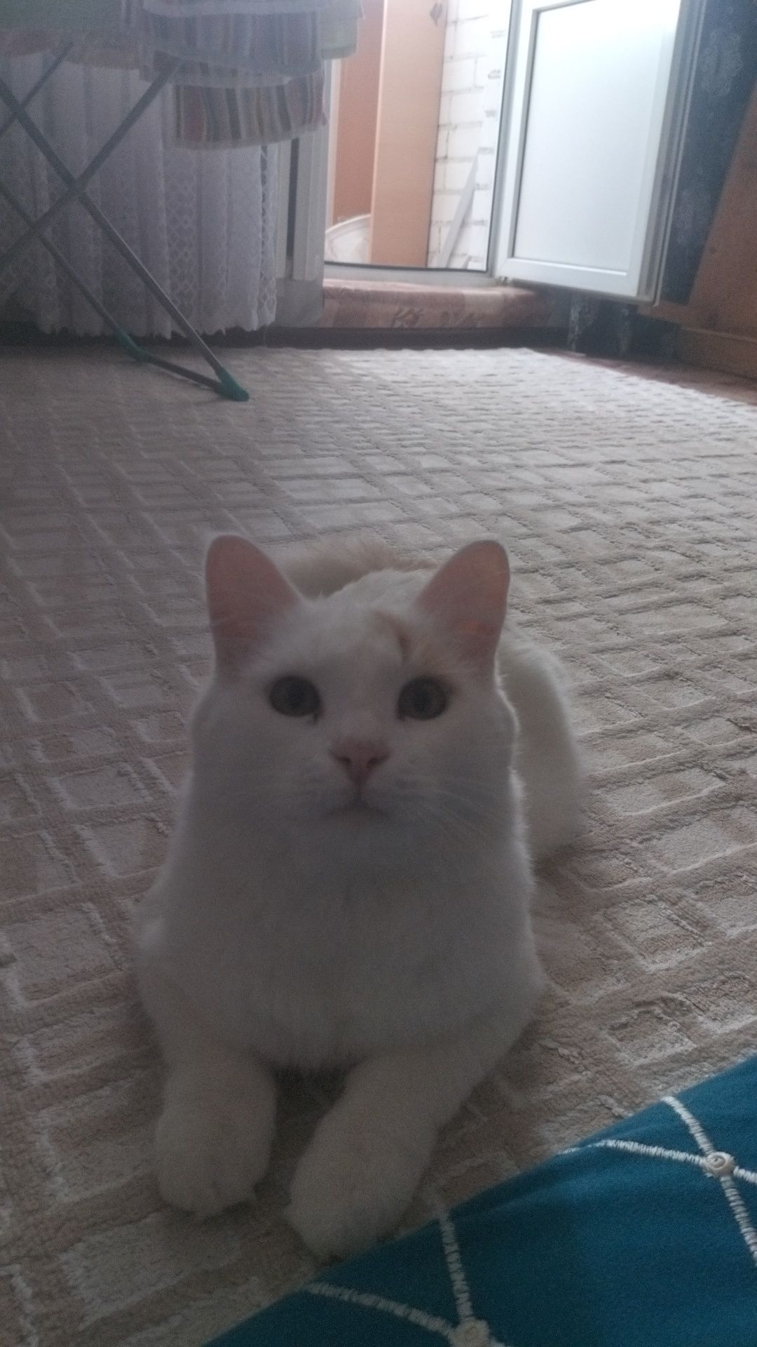 Отдам даром кота