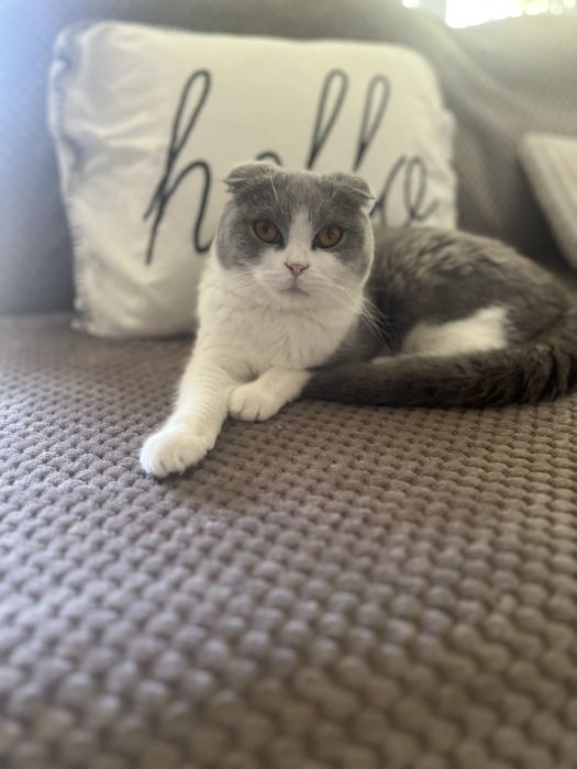 Scottish Fold - femela tanara - pedigree