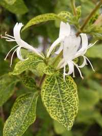 Mana Maicii Domnului (Lonicera jap. Aureoreticulata )alb