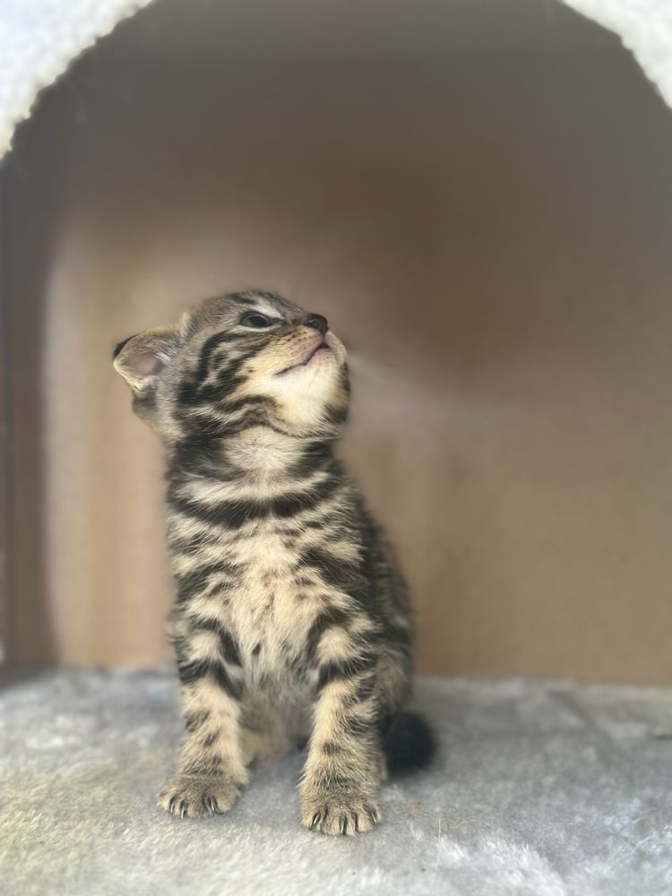 Pui de pisică British-Tabby