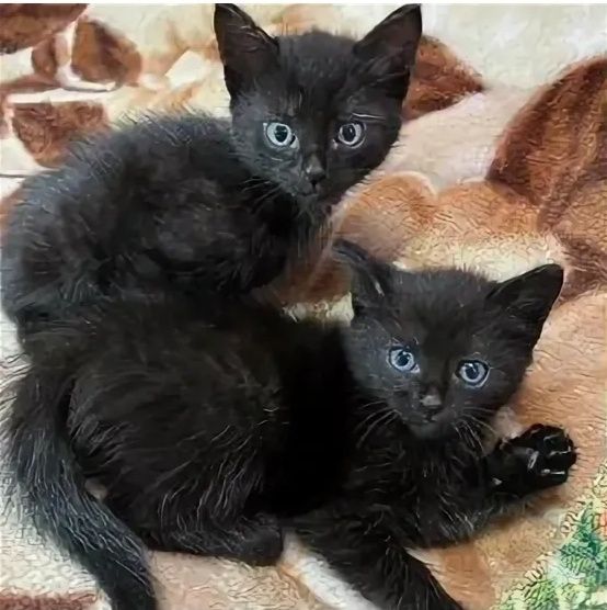 Отдам котят в добрые руки.