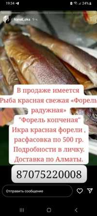 Красная рыба-форель