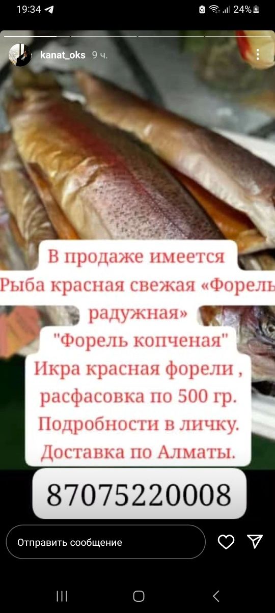 Красная рыба-форель