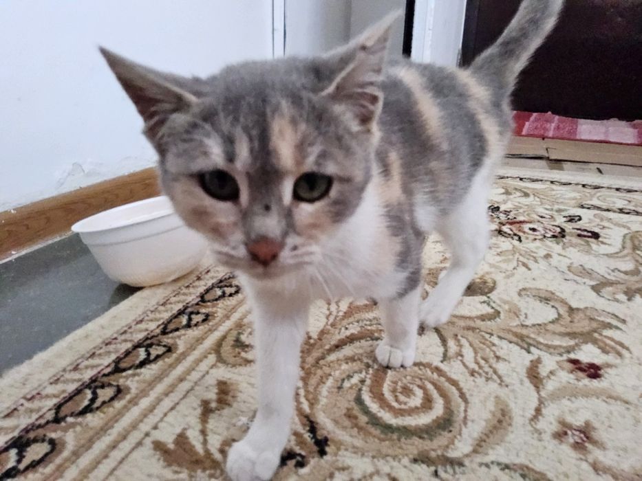 Мысыққа жақсы адам іздейміз