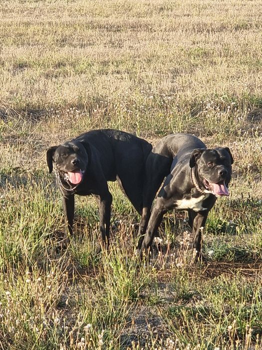 Продават се кученца кане корсо