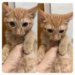 Котенок мальчик 2 мес. ищет  дом! Костанай! Привезем!