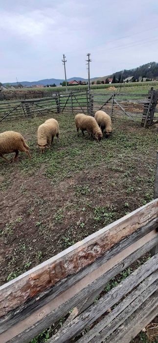 5 oi tinere si berbec