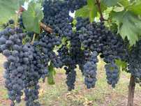 Vând struguri : Merlot, Feteasca regală, 3, 5 Ron/ kg