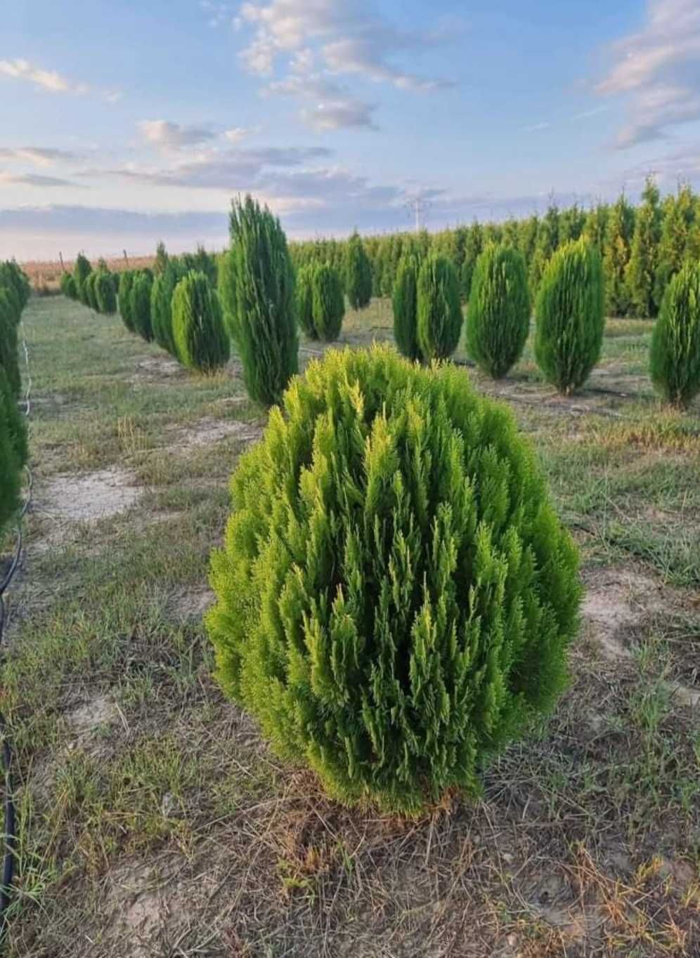 Tuia, spirală forme, chiparos, mesteacăn, tei, brazi