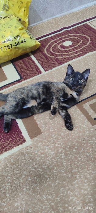 Отдам даром котята , в добрые руки