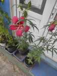 Hibiscus coccineus