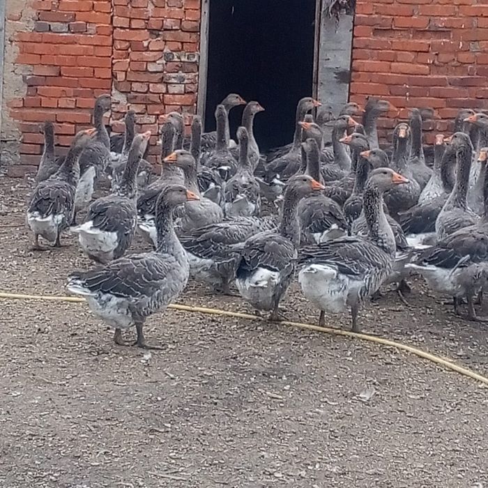 Продам Гусей крупно серые