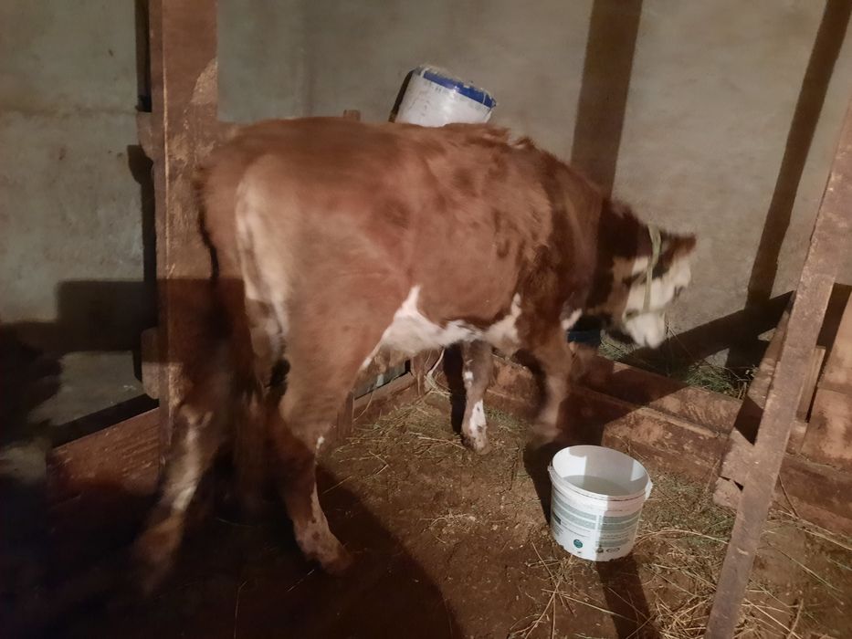 Корова мясная продаётся