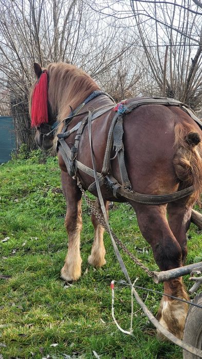 Mânz foarte bun de lucru