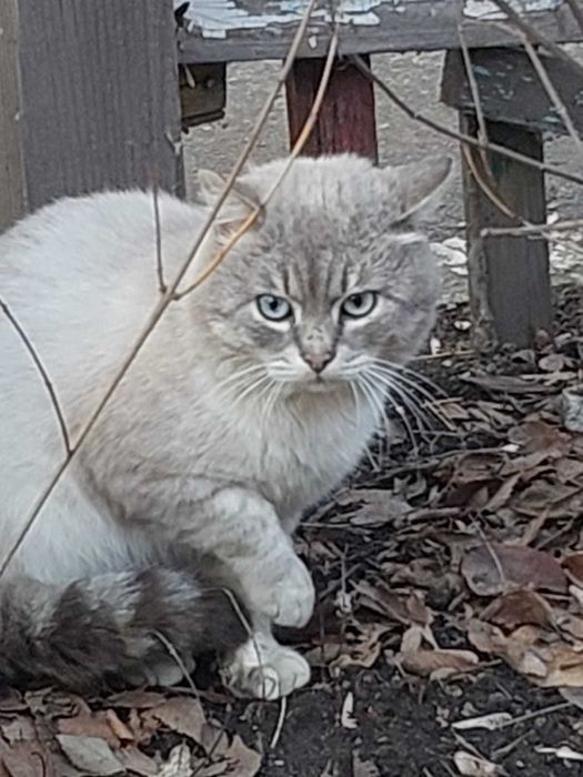 Красивый кот (кошка). Ищем прежних или новых владельцев!