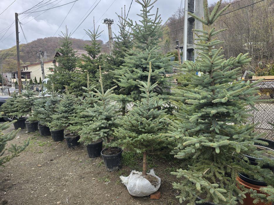 Tuia spirala pon pon