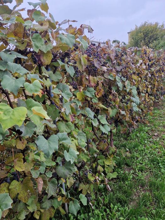 Vand struguri negri pentru vin