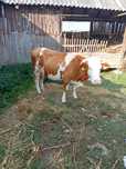 Vaca de vanzare