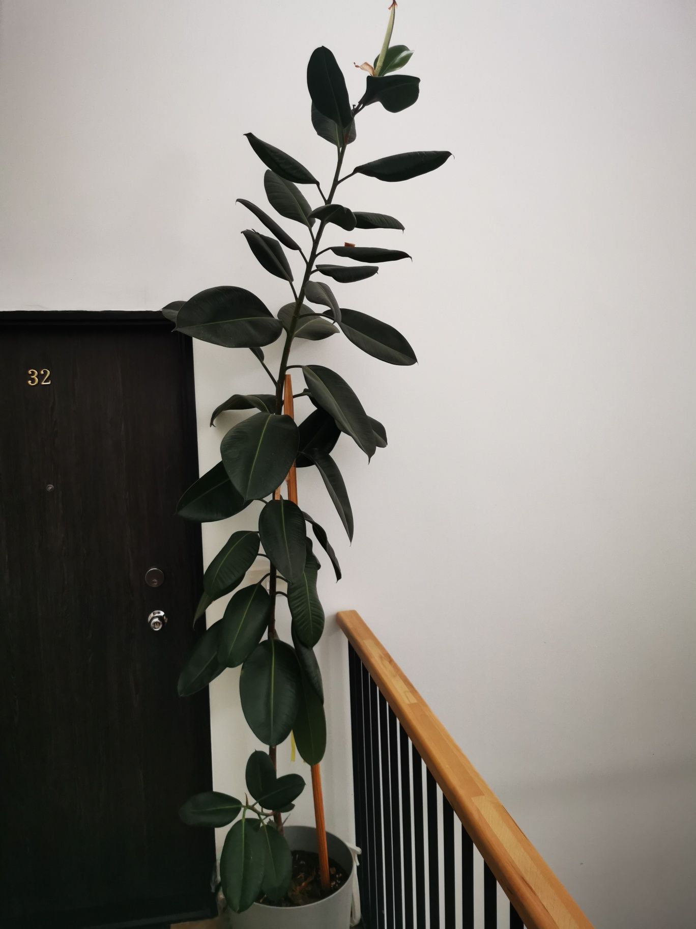 Vand planta decorativa de interior. Ficus 3m+ înălțime.